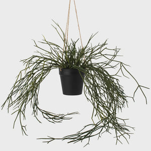 Grand Illusions Hanging Grass in Pot